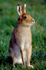 Brown Hare