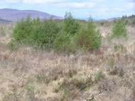 Birch regeneration at Garrane