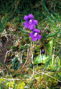 Greater Butterwort