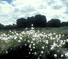 Bog Cotton