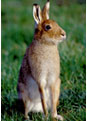 Brown Hare