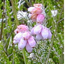 Cross-leaved Heather