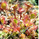 Sundew