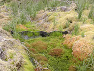 Sphagnum recolonizing a blocked drain