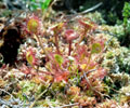 Sundews